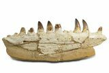 Fossil Mosasaur Jaw Section with Teeth - Morocco #344929-1